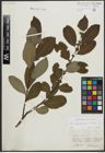 Foto von Salix appendiculata Vill. x Salix caprea L.